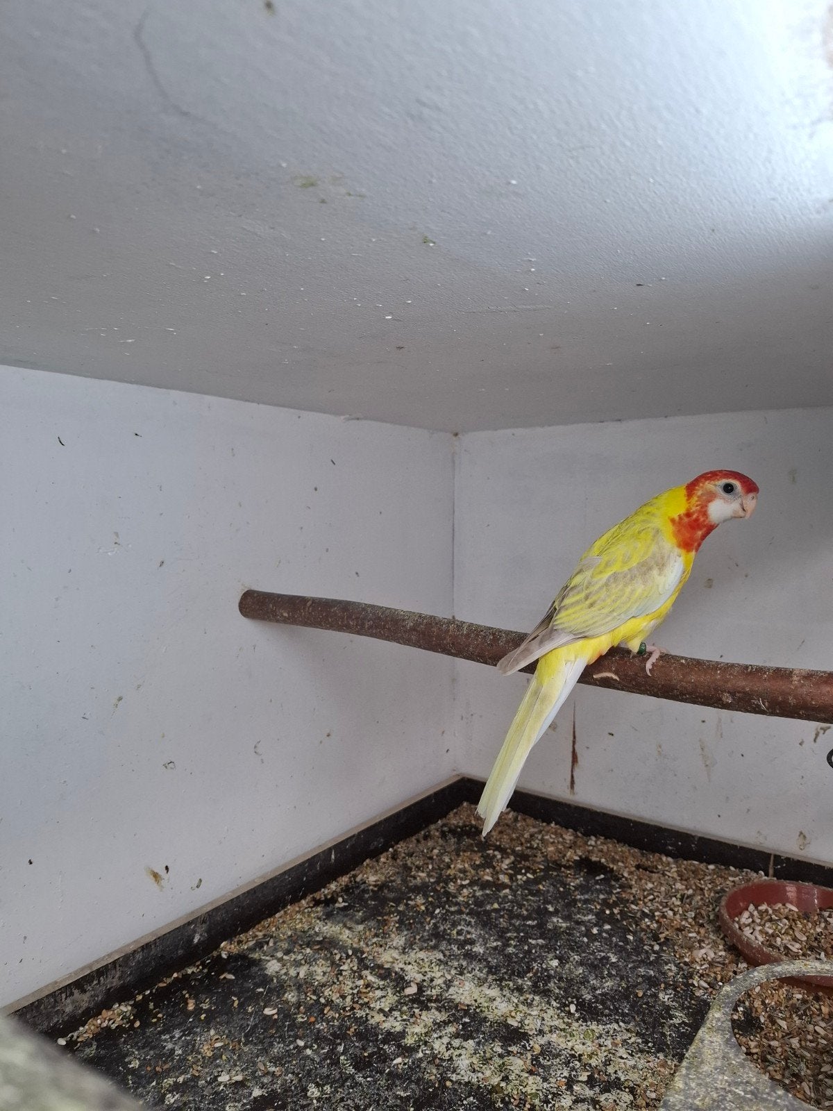 overgoten cynamon split blauw, Dieren en Toebehoren, Vogels | Parkieten en Papegaaien, Vrouwelijk, Parkiet, Geringd
