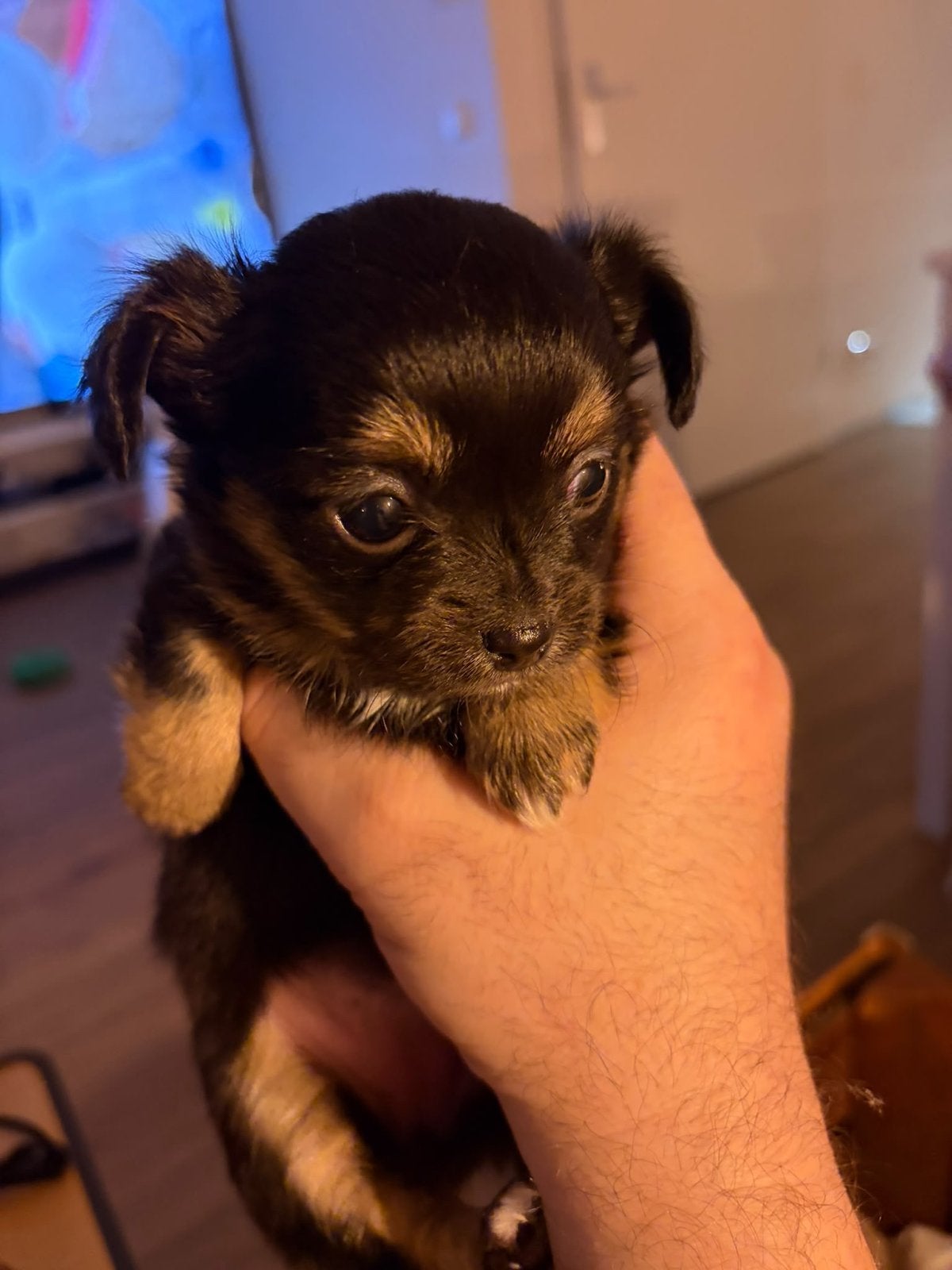 Lieve mooie chihuahua pups, 8 tot 15 weken, Meerdere, Meerdere dieren, Chihuahua
