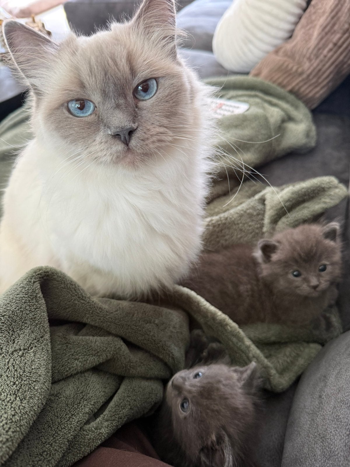 X Ragdoll kittens ️, Meerdere dieren, Ontwormd, 0 tot 2 jaar