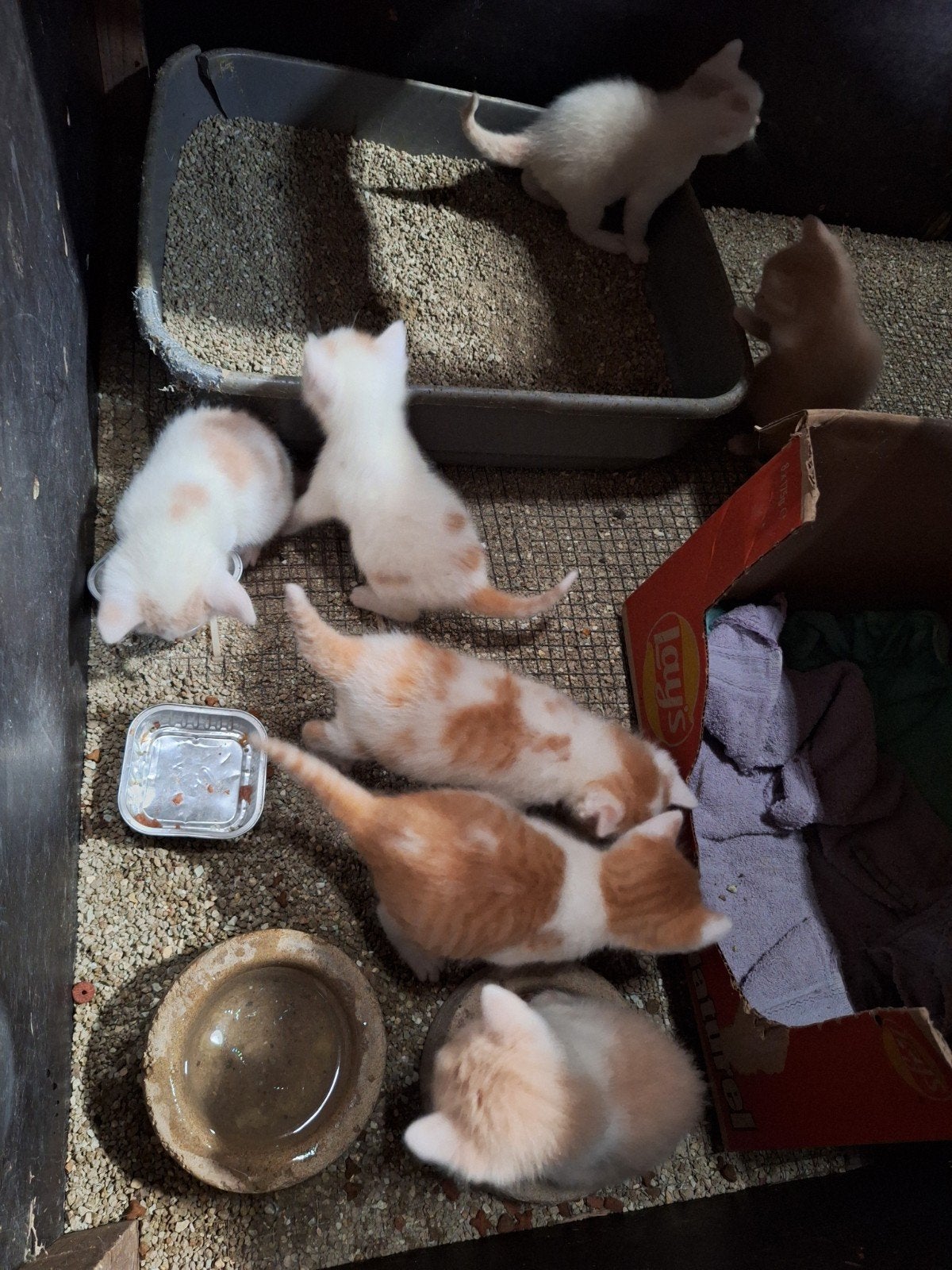 Super mooie boerderij kittens, Meerdere dieren, Kortharig, 0 tot 2 jaar