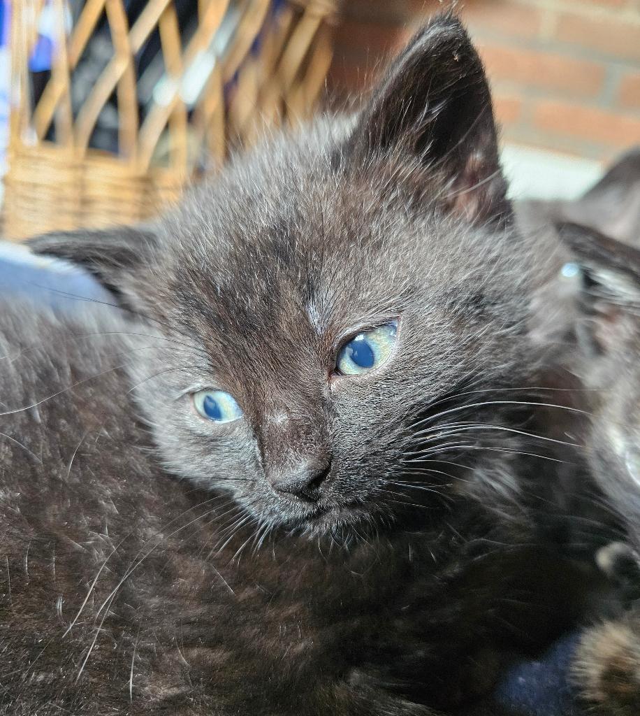 Kitten, Meerdere dieren, Kortharig, 0 tot 2 jaar