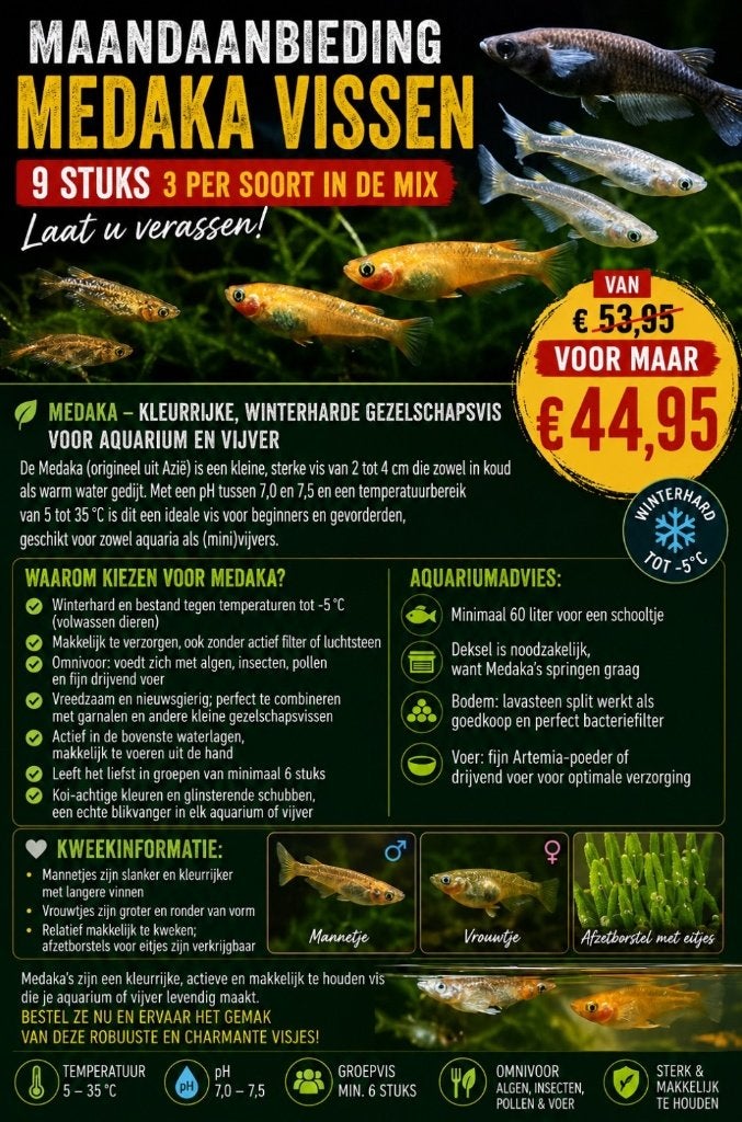 Aanbieding: Medaka (vijver) visjes diverse kleuren, Overige soorten