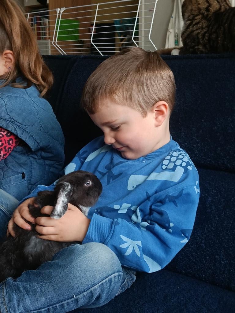 Konijnen oppas gezocht, Meerdere dieren, Dwerg, 0 tot 2 jaar
