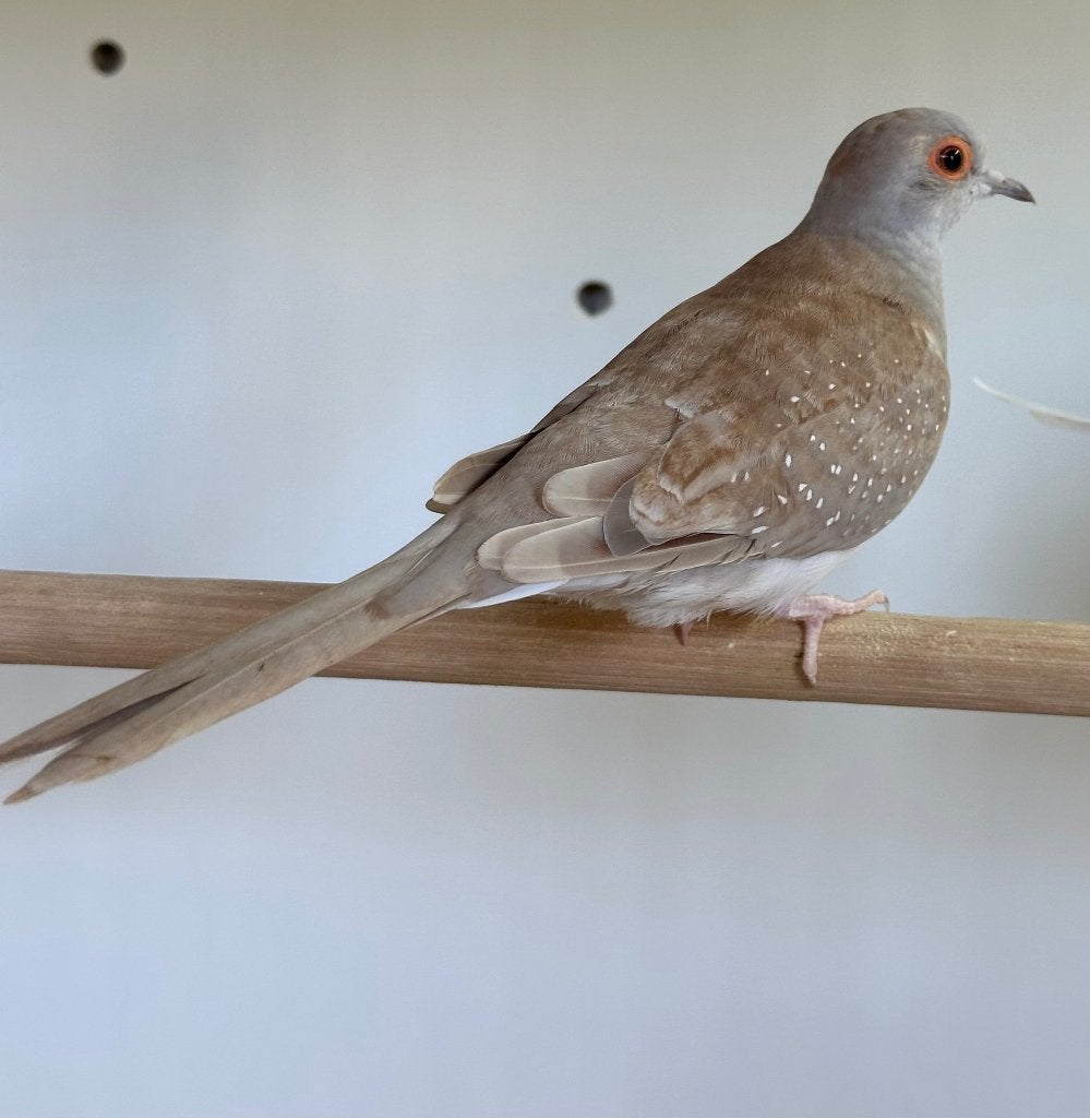 Diamantduifjes, Dieren en Toebehoren, Vrouwelijk