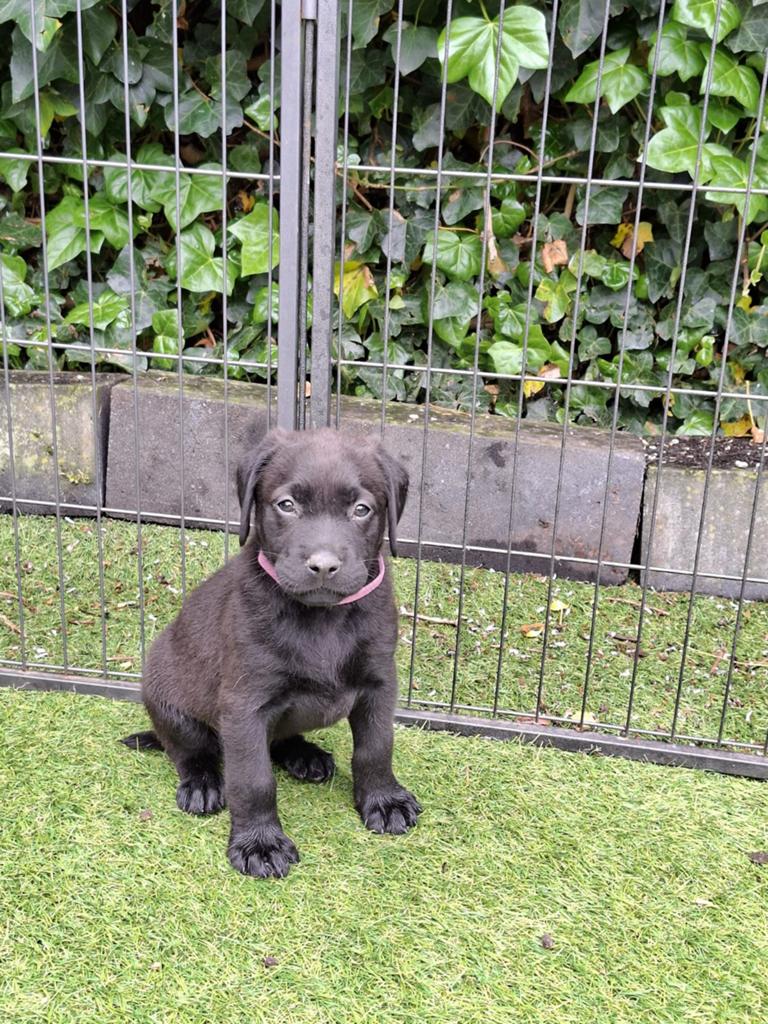 Prachtige labrador pups, nog maar èèn zwarte reu ‼️, Dieren en Toebehoren, Parvo, 8 tot 15 weken, Labrador retriever, Meerdere