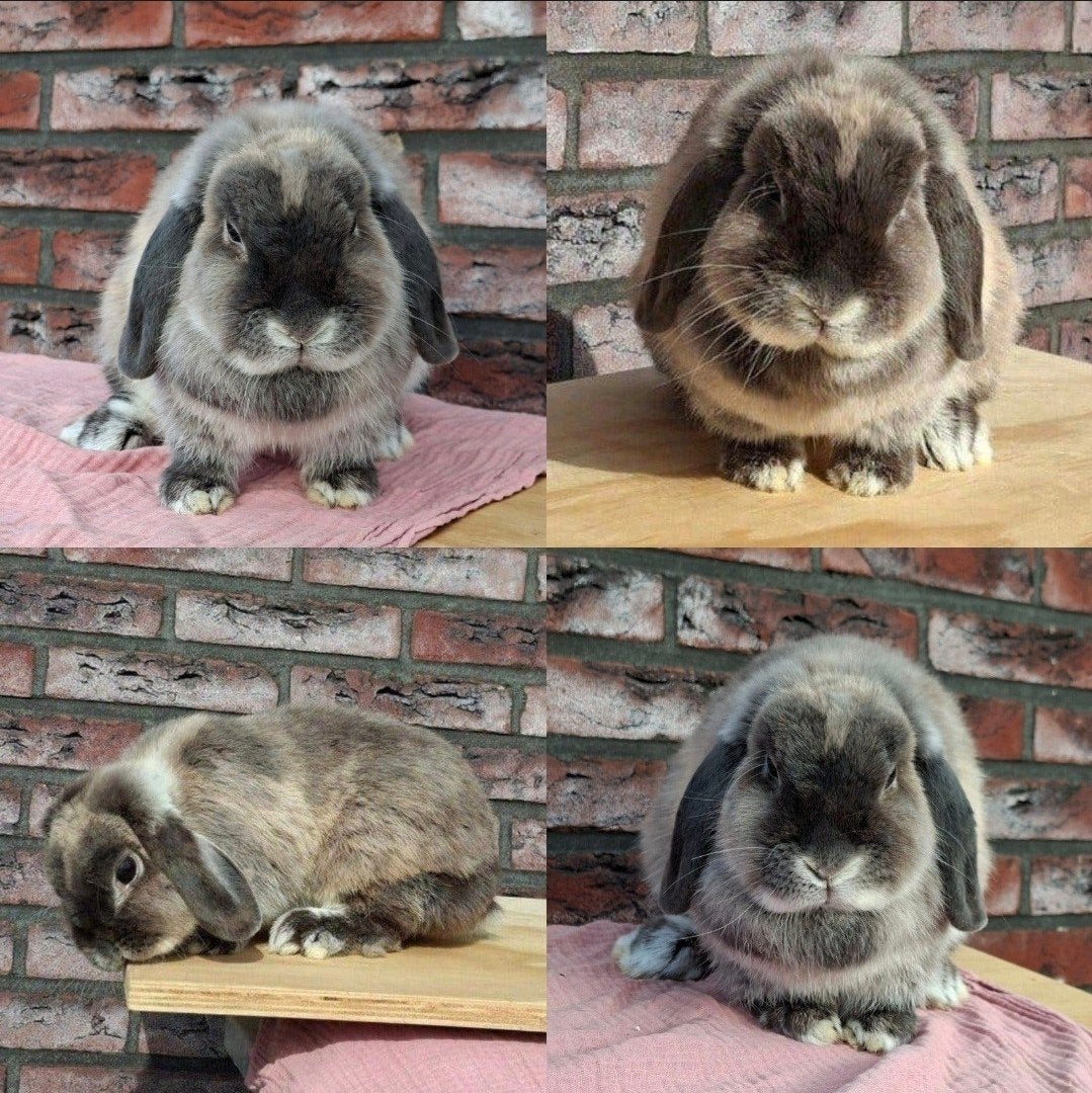 Unieke volwassen hangoor voedster, Dieren en Toebehoren, Vrouwelijk, Dwerg, Hangoor