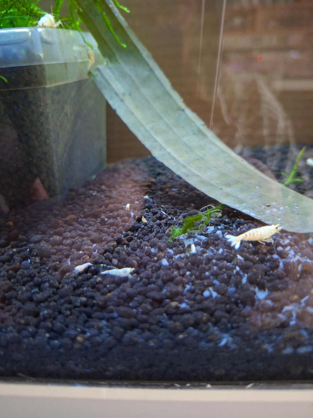 Snow White Caridina, Kreeft, Krab of Garnaal