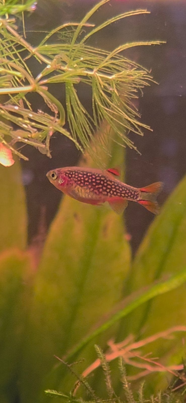 te koop Rasbora galaxy en kubutai rasbora, Vis