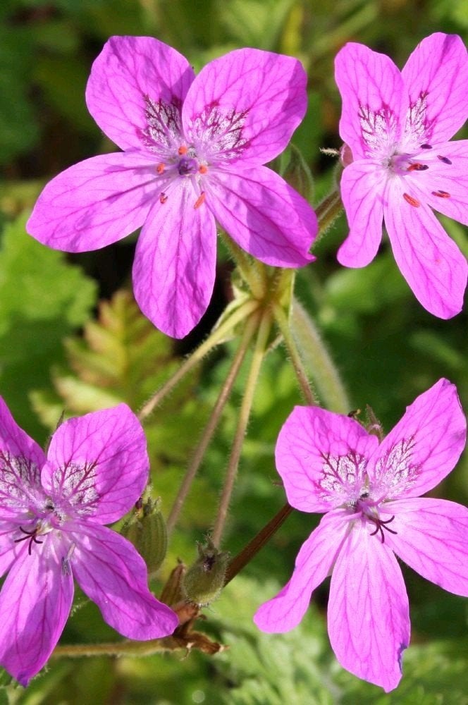 Zaden Reigerbek (Erodium manescavii), Ophalen of Verzenden, Zaad