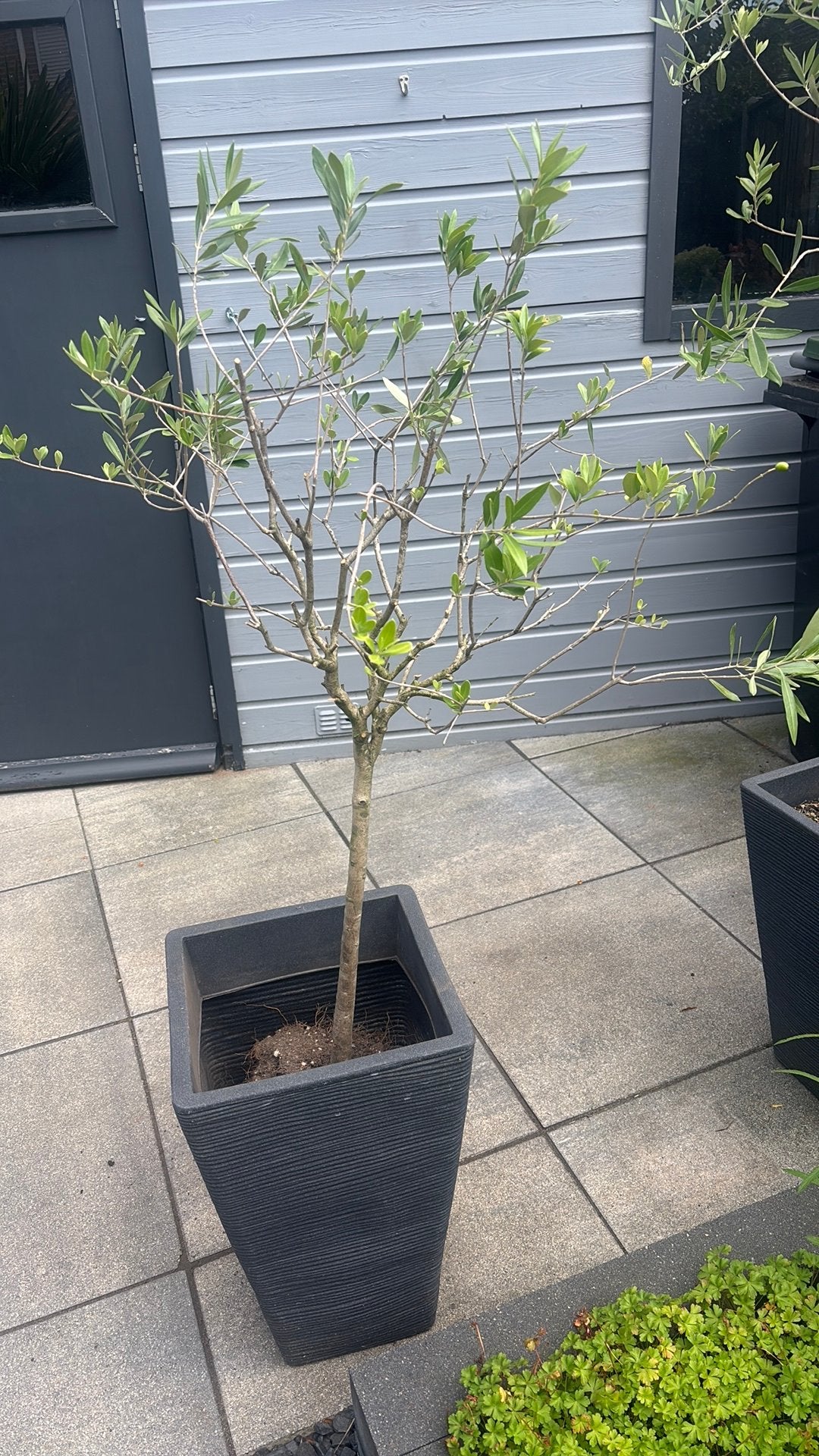 Olijfboom, Bloeit niet, 100 tot 250 cm, Olijfboom, Ophalen