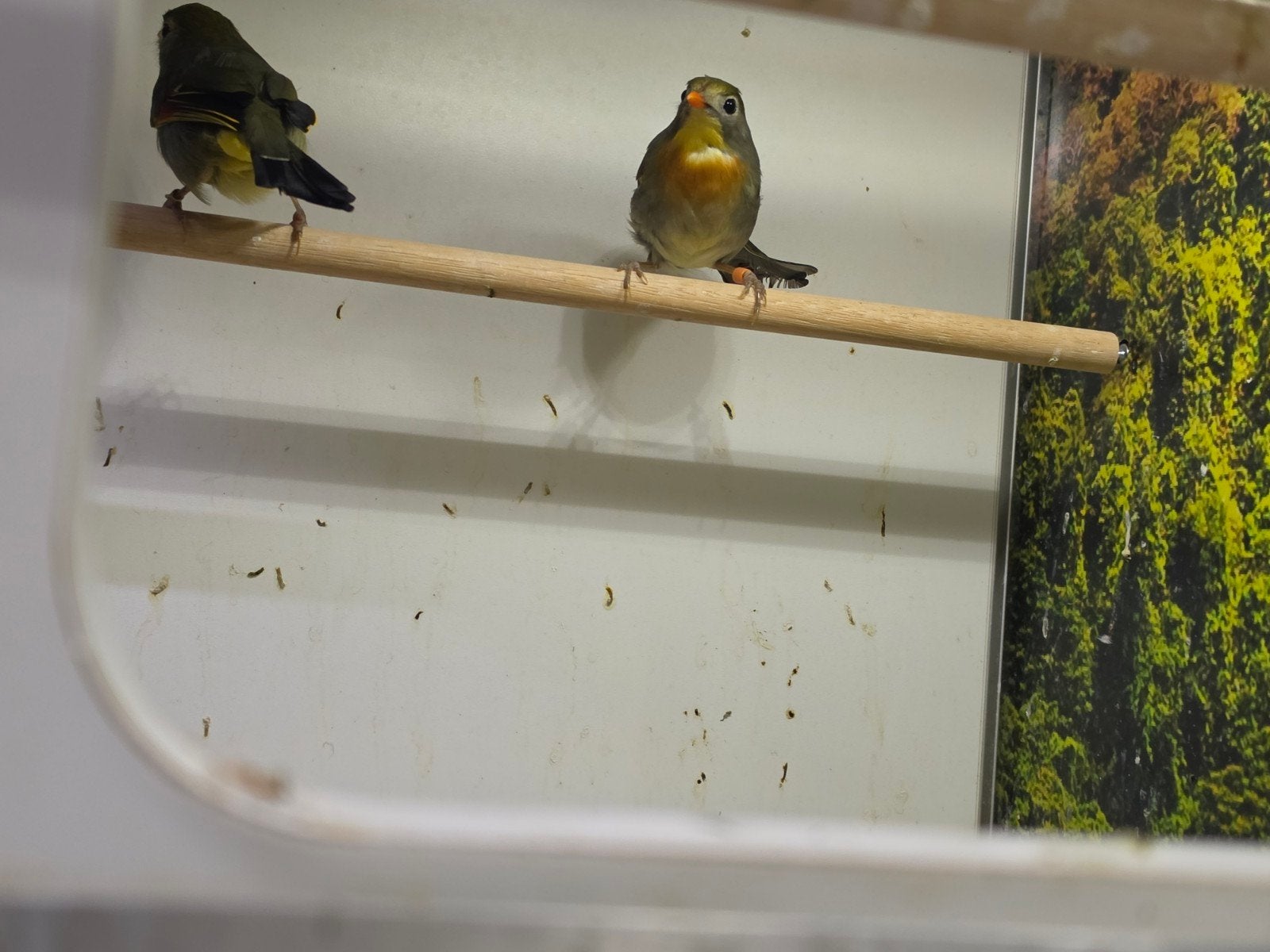 Te koop 1-1 bewezen kweekkoppel japanse nachtegalen, Dieren en Toebehoren, Vogels | Overige Vogels, Meerdere dieren, Tropenvogel