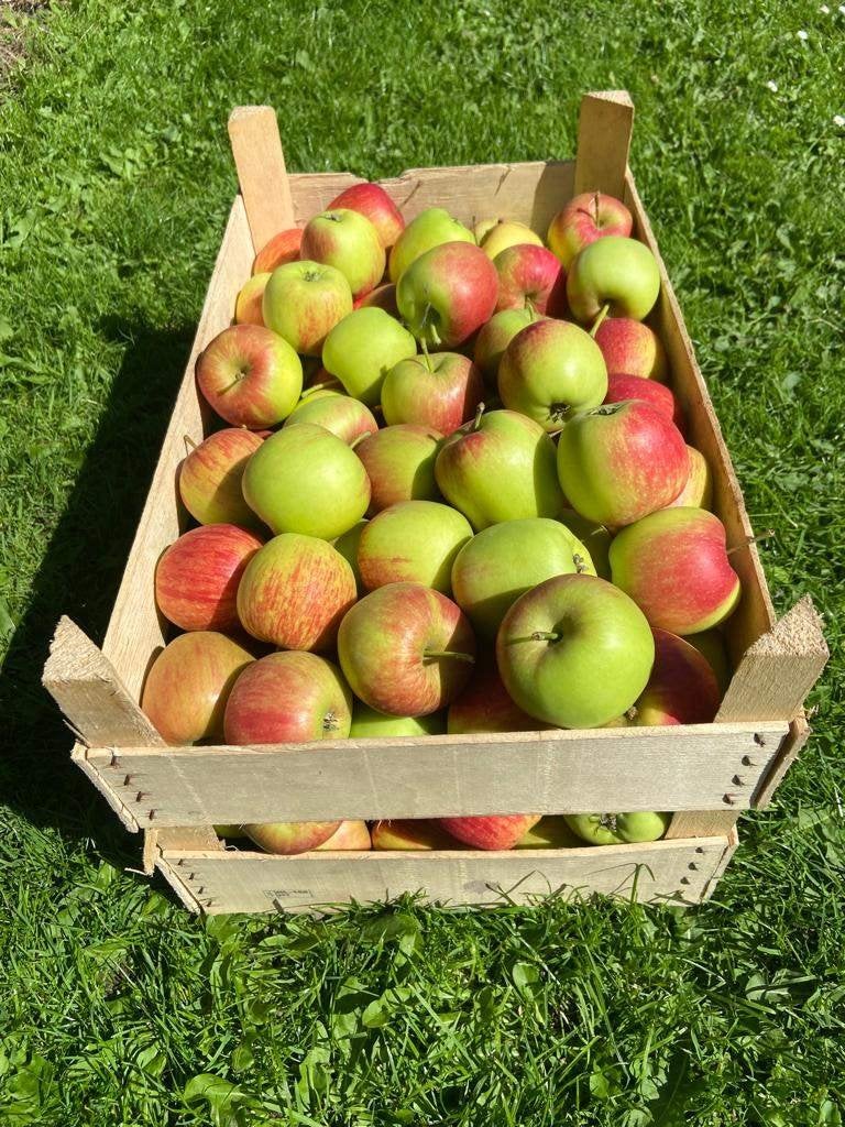 Delcorf/Delbare appels en N.H. Suikerperen, Diversen, Levensmiddelen, Ophalen
