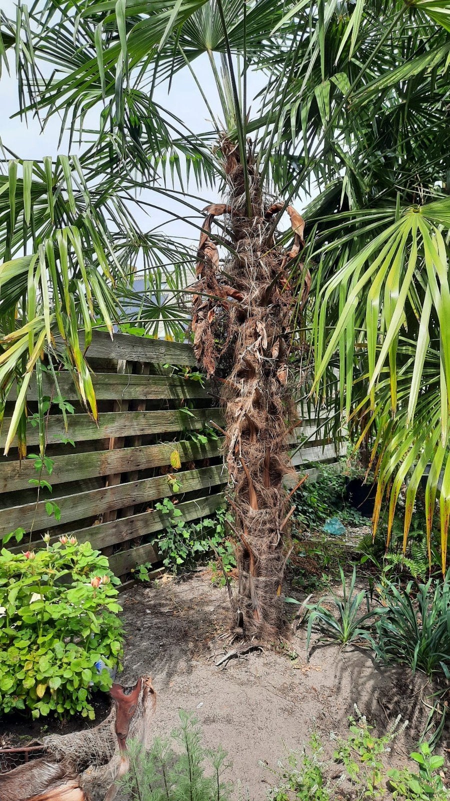 Trachycarpus Fortunei Winterharde Palmboom, Tuin en Terras, Planten | Bomen, Lente, 100 tot 250 cm, Palmboom, Ophalen