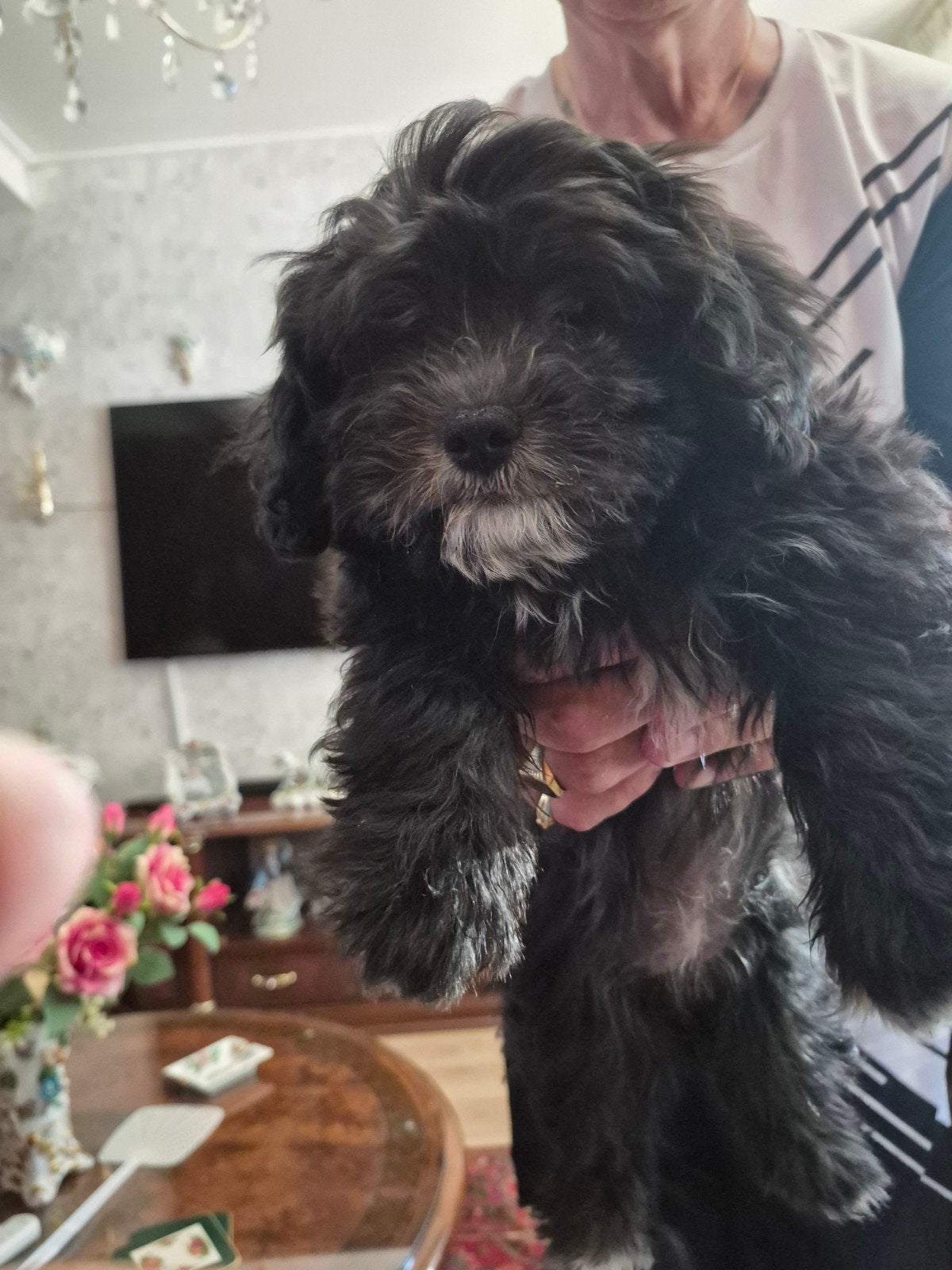 Boomer Maltipo kleibste teefje, Overige rassen, Teef, Eén hond, Nederland