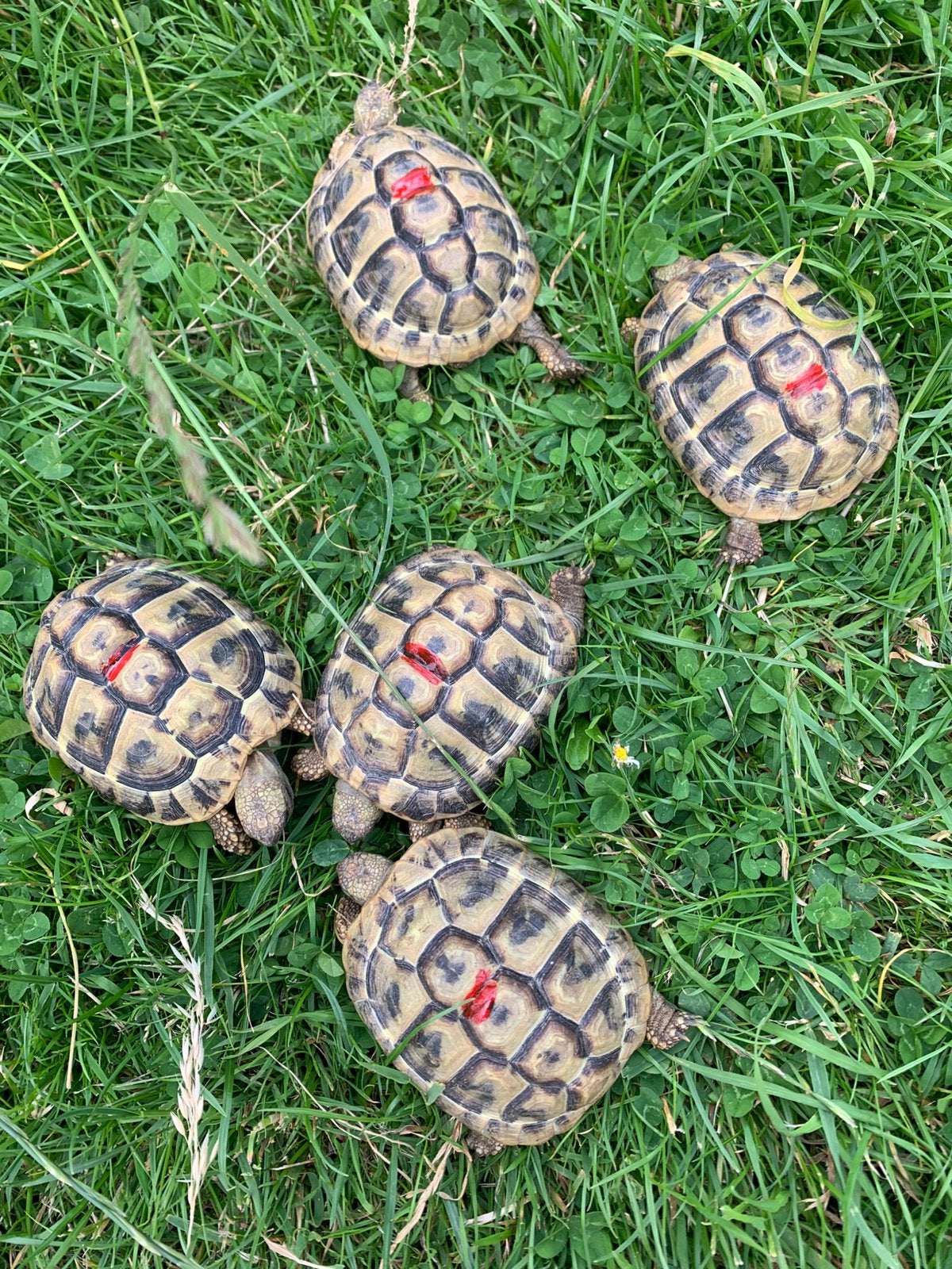 Griekse landschildpad - Testudo Hermanni Boetgerie, Dieren en Toebehoren, Reptielen en Amfibieën, Schildpad