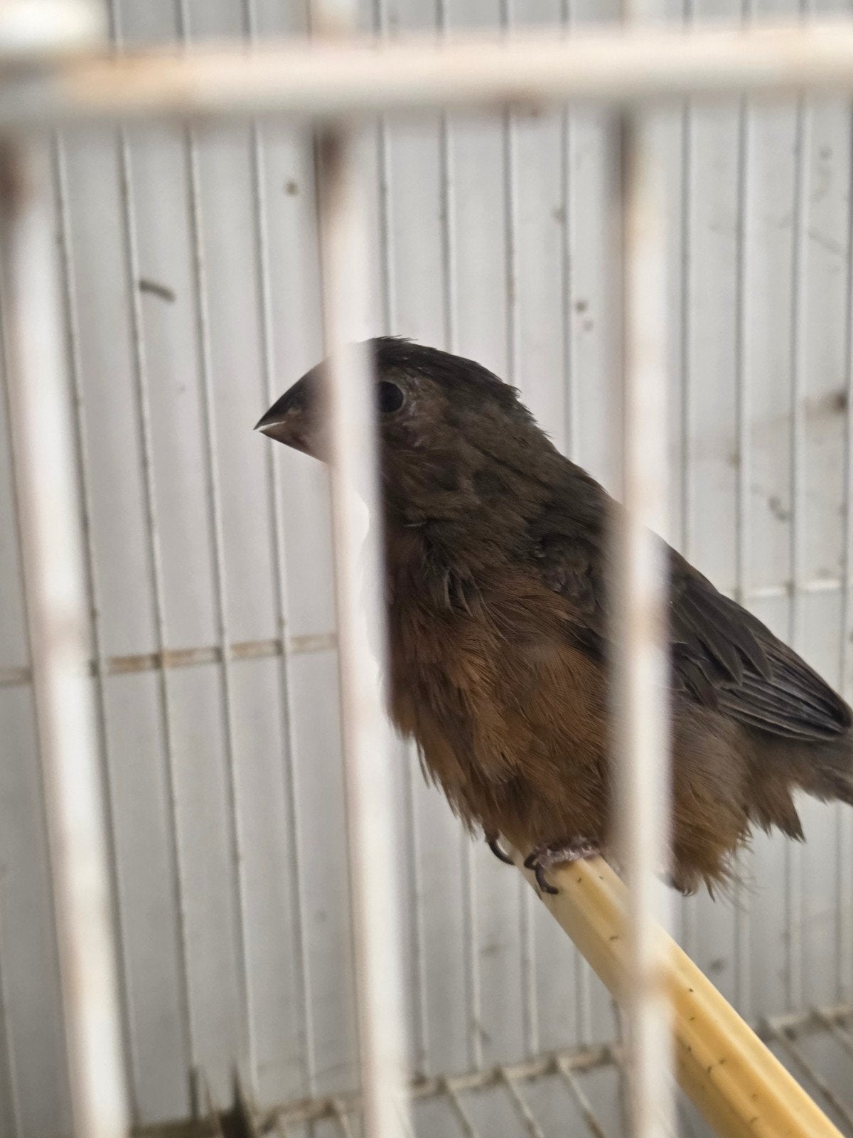 2 twatwa poppen geringd, Dieren en Toebehoren, Vrouwelijk, Geringd