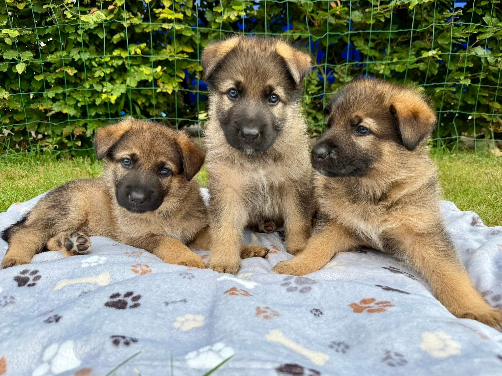 Duitse herder pups, Dieren en Toebehoren, Parvo, 8 tot 15 weken, Meerdere, Meerdere dieren