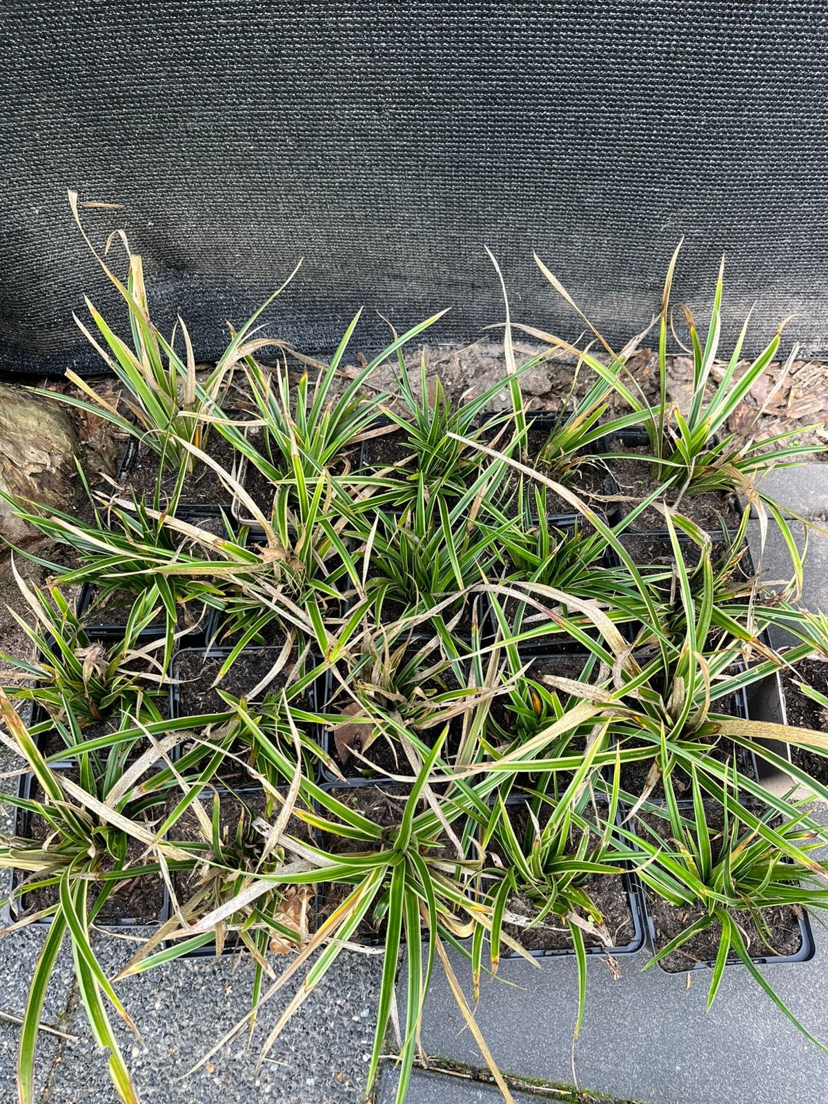 Stekjes grasplant zegge “carex morrowii”, Ophalen, Vaste plant, Siergrassen, Halfschaduw