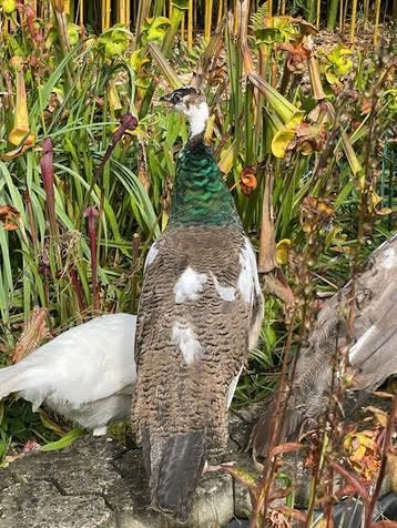 Prachitge mooie pauwen te koop, Dieren en Toebehoren, Meerdere dieren, Overige soorten