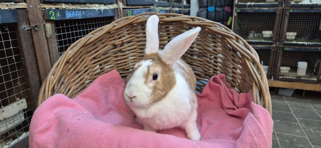 Konijnendame Miffy uit de opvang zoekt een tehuis!, Vrouwelijk, Middelgroot