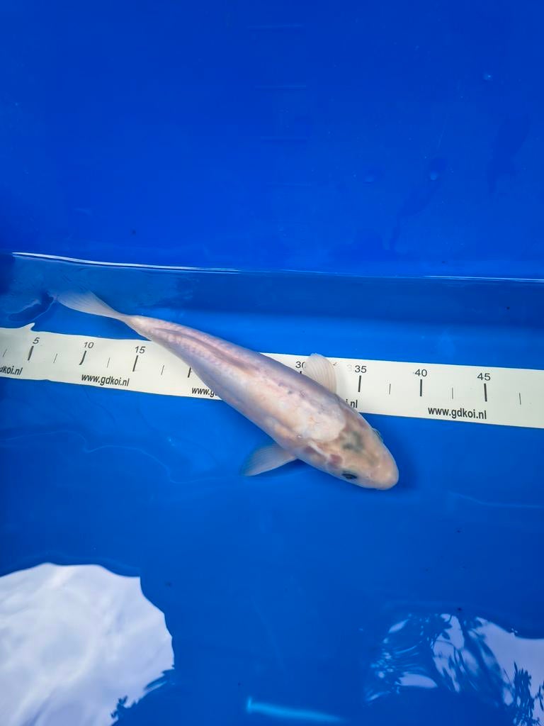 Doitsu Platinum ogon, Karper of Koi