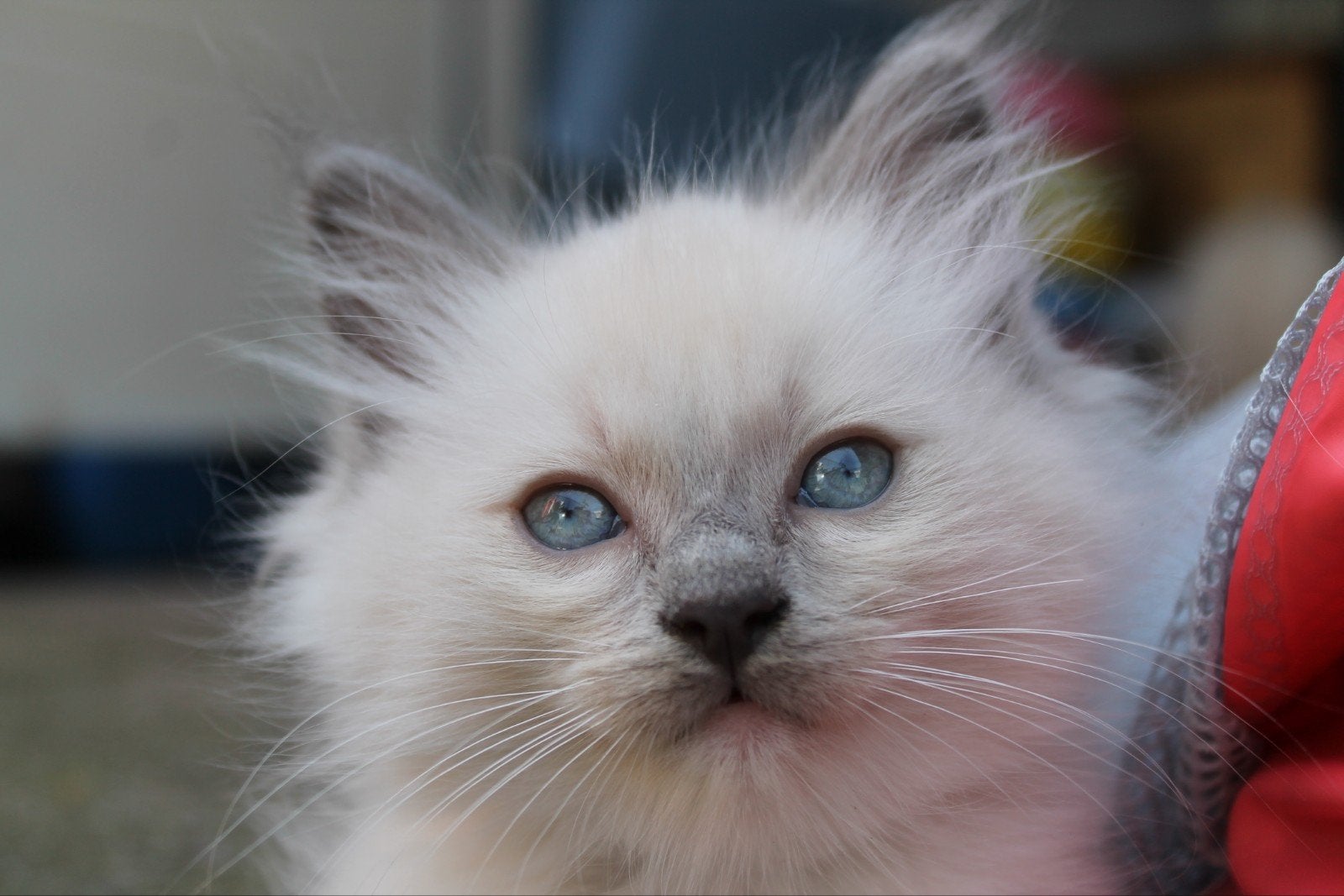 Lieve ragdoll katers, blue point en red / cream point 9weken, Meerdere dieren, Gechipt