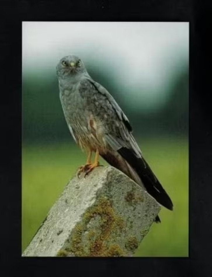 Noordbroek Grauwe Kiekendief Roofvogel op Paal., Verzamelen, Ansichtkaarten | Dieren, Ophalen of Verzenden, 1980 tot heden, Ongelopen