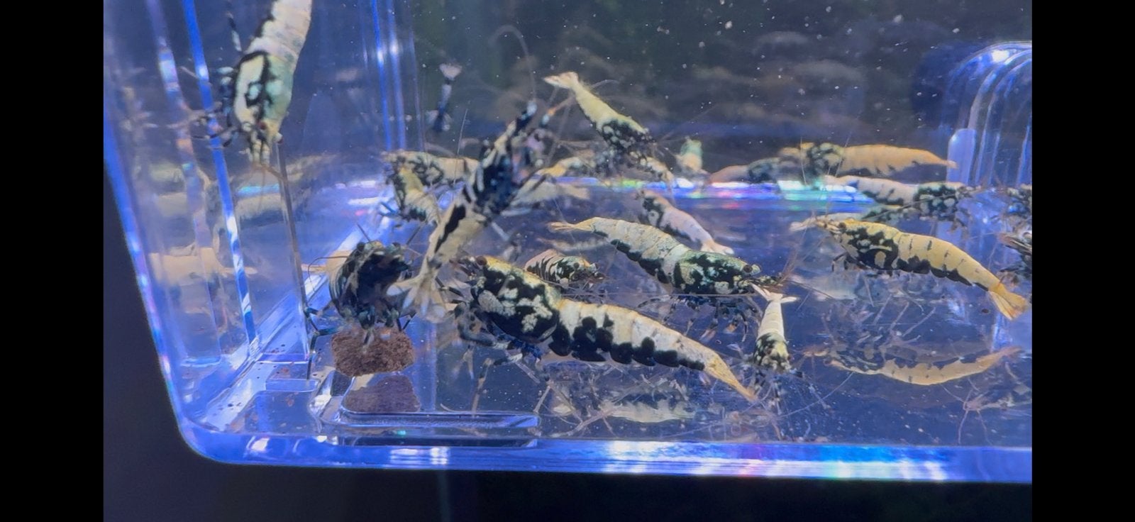 🦐 40 Blue Boa garnalen – G2/G3 uitselectie  💙, Dieren en Toebehoren, Kreeft, Krab of Garnaal