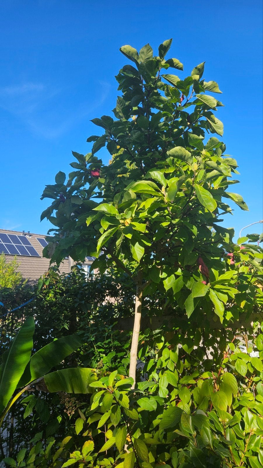 tulpeboom, Tuin en Terras, Ophalen of Verzenden, Overige soorten, Volle zon