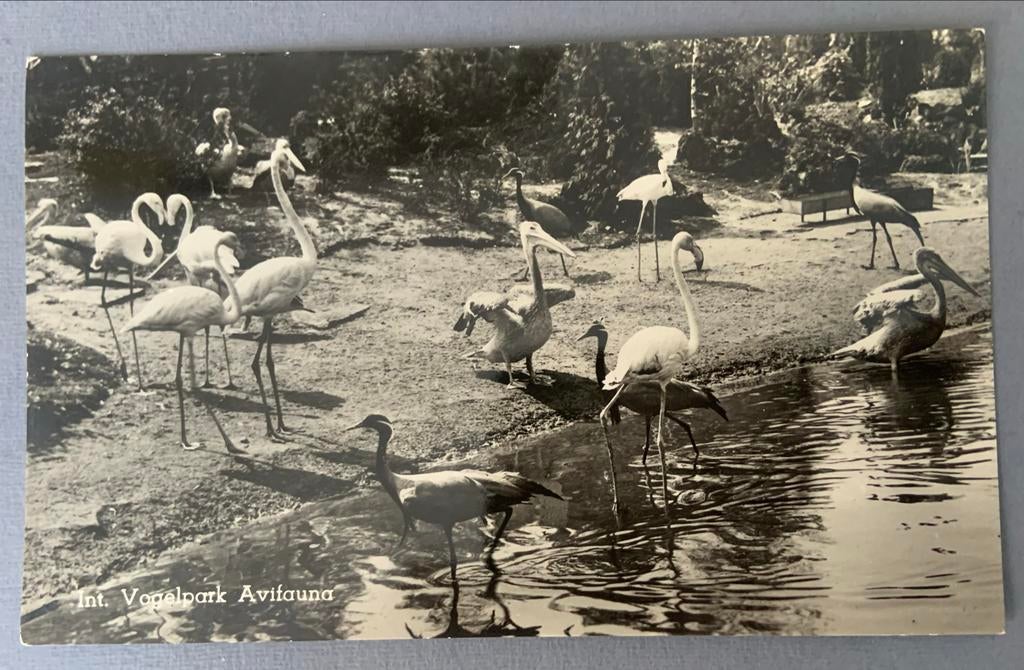 Int. Vogelpark Avifauna, flamingo’s 1954, Ophalen of Verzenden, 1940 tot 1960, Gelopen, Zuid-Holland