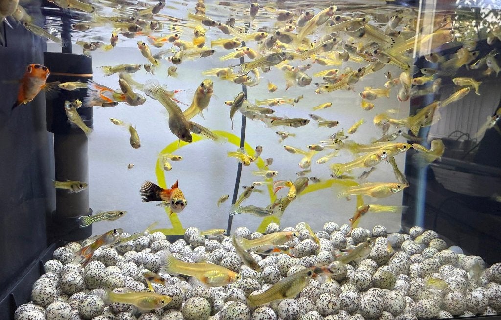 €10 voor 20 vissen, Dieren en Toebehoren, Vissen | Aquariumvissen, Vis, Zoetwatervis