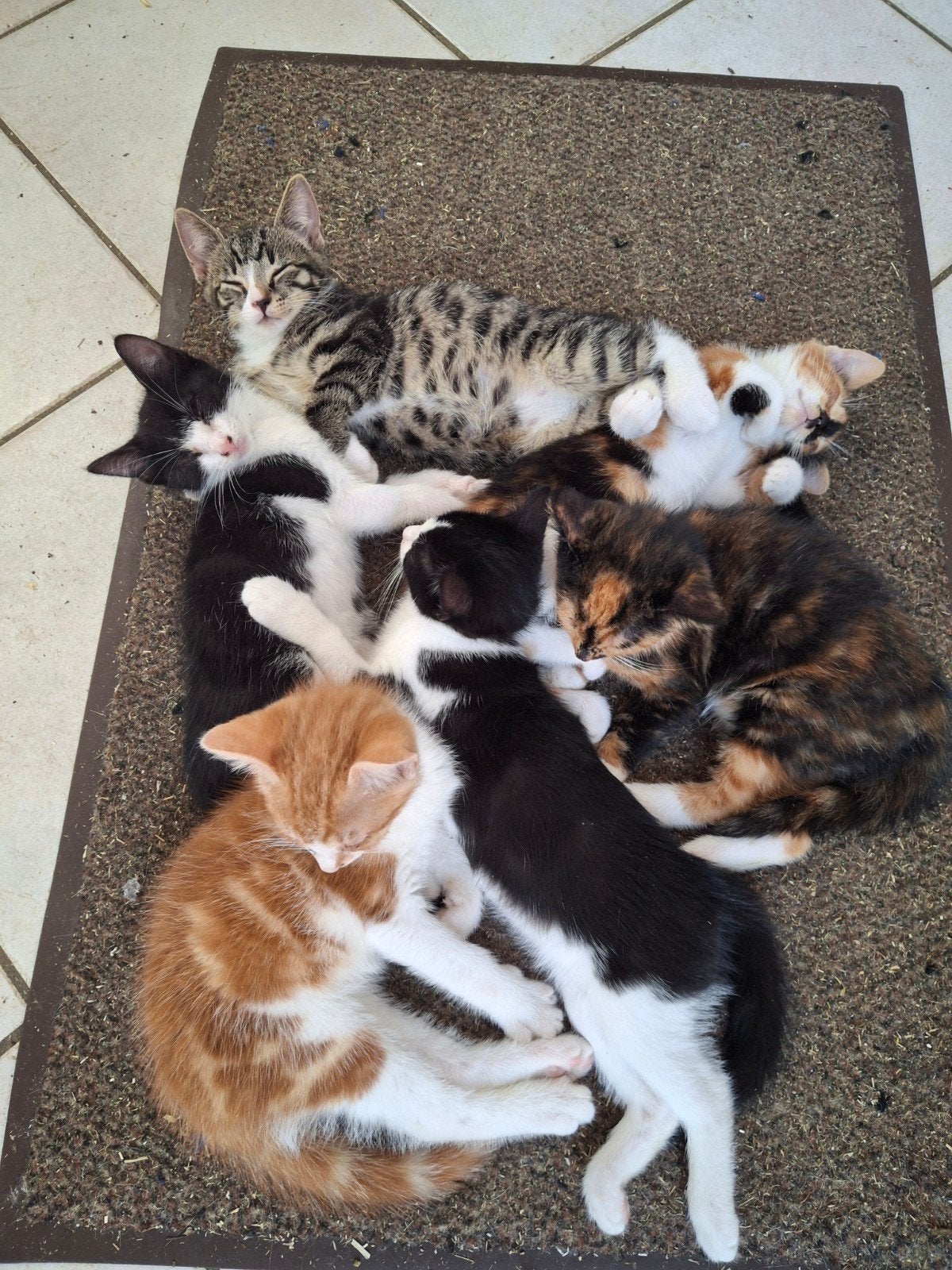 Lieve kittens beschikbaar, Meerdere dieren, Kortharig, 0 tot 2 jaar