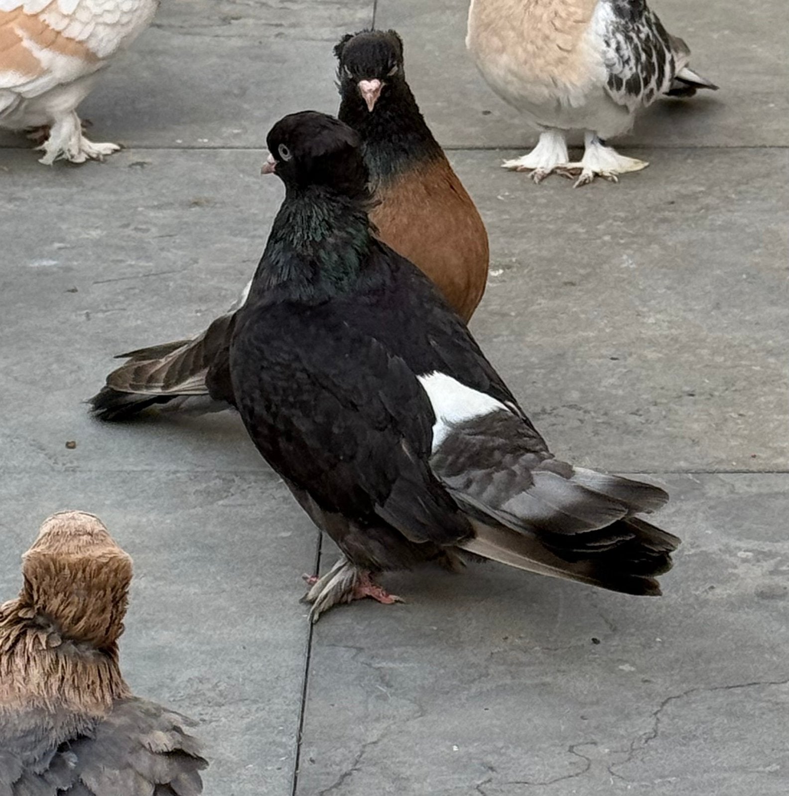Takla tepeli miro, Dieren en Toebehoren, Vogels | Duiven, Meerdere dieren, Postduif