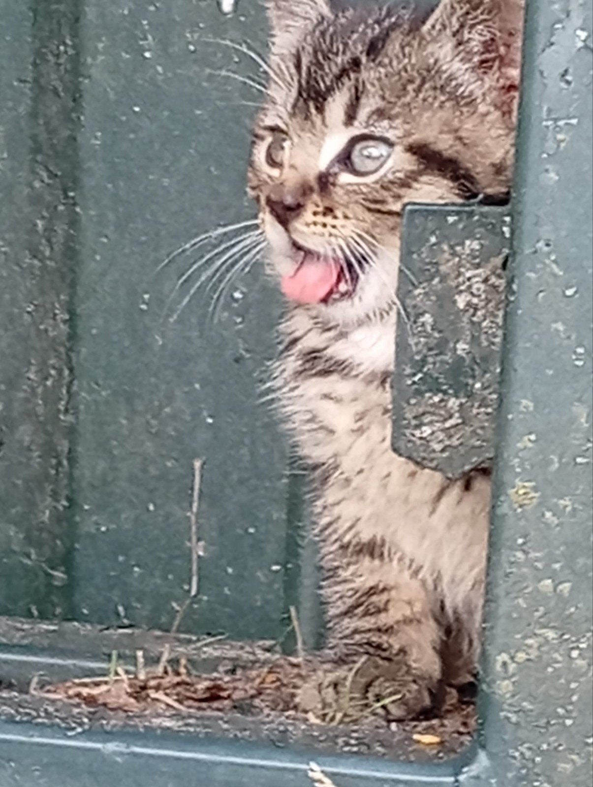 Superlieve en speelse kittens, Dieren en Toebehoren, Meerdere dieren