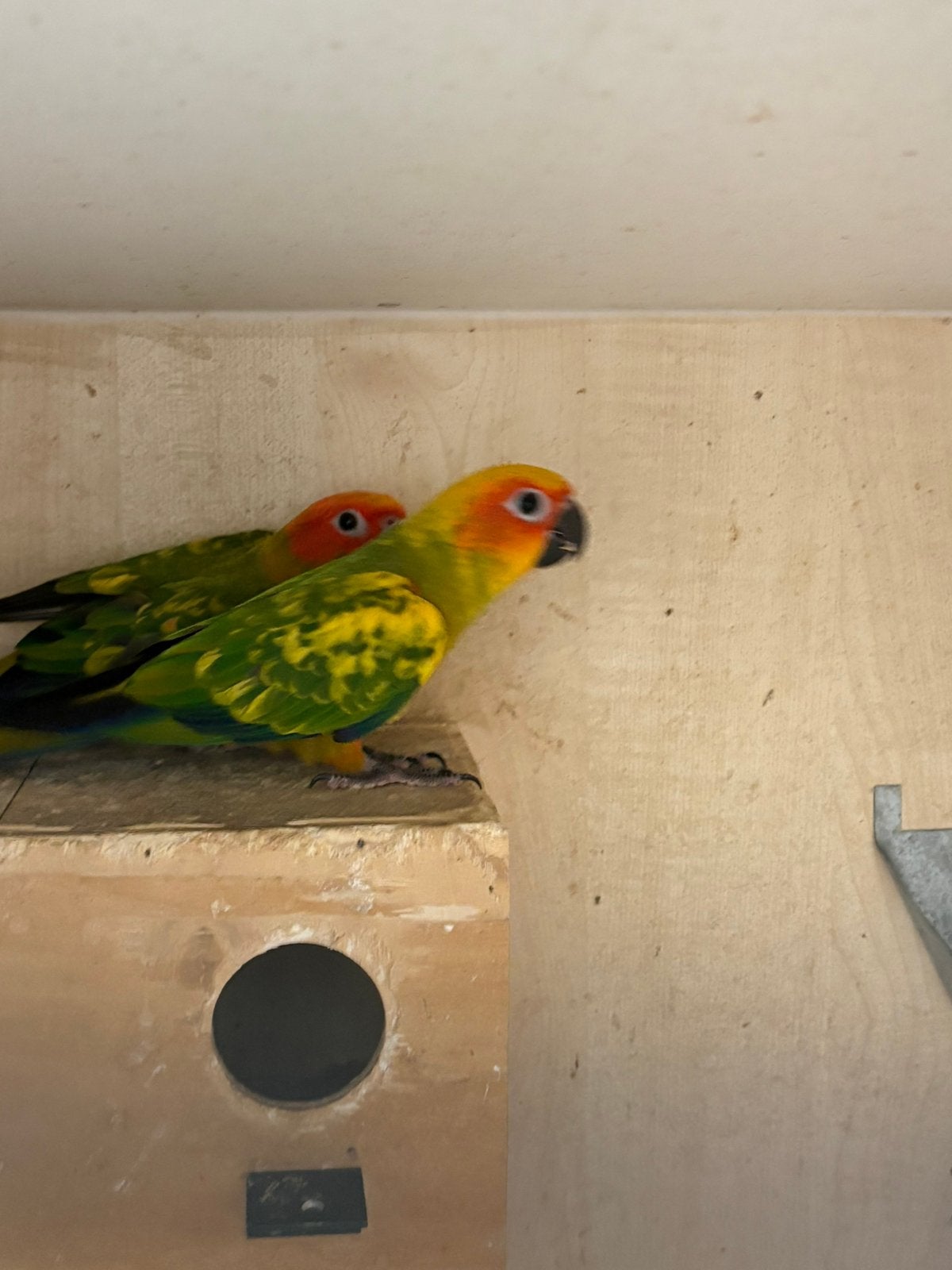 1-0 Zonparkiet, Dieren en Toebehoren, Vrouwelijk, Parkiet, Tam