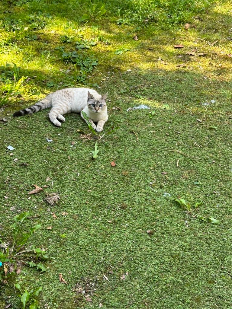 Wij zoeken een nieuw baasje, Dieren en Toebehoren, Katten en Kittens | Raskatten | Korthaar, Poes, Gechipt