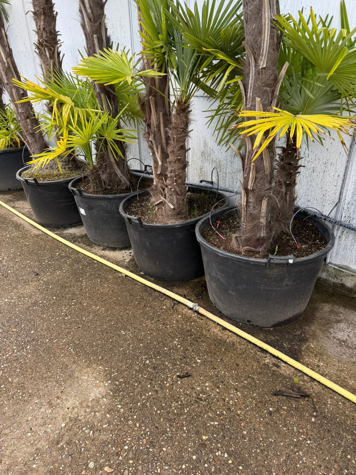 Palmen meerrstamig grote kuip trachicarpus winterhard 450,-, Bloeit niet, 250 tot 400 cm, Palmboom, Ophalen