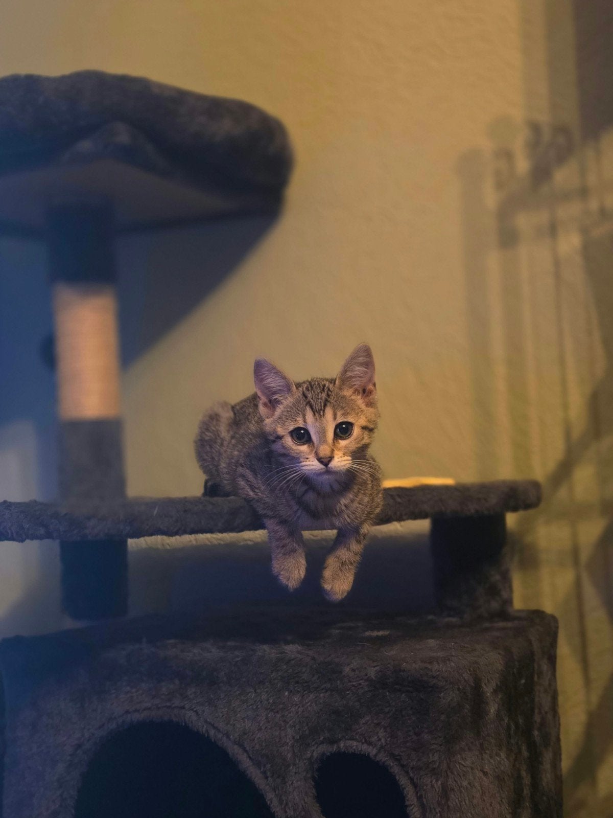 Mia speelse kat, Dieren en Toebehoren, Kater