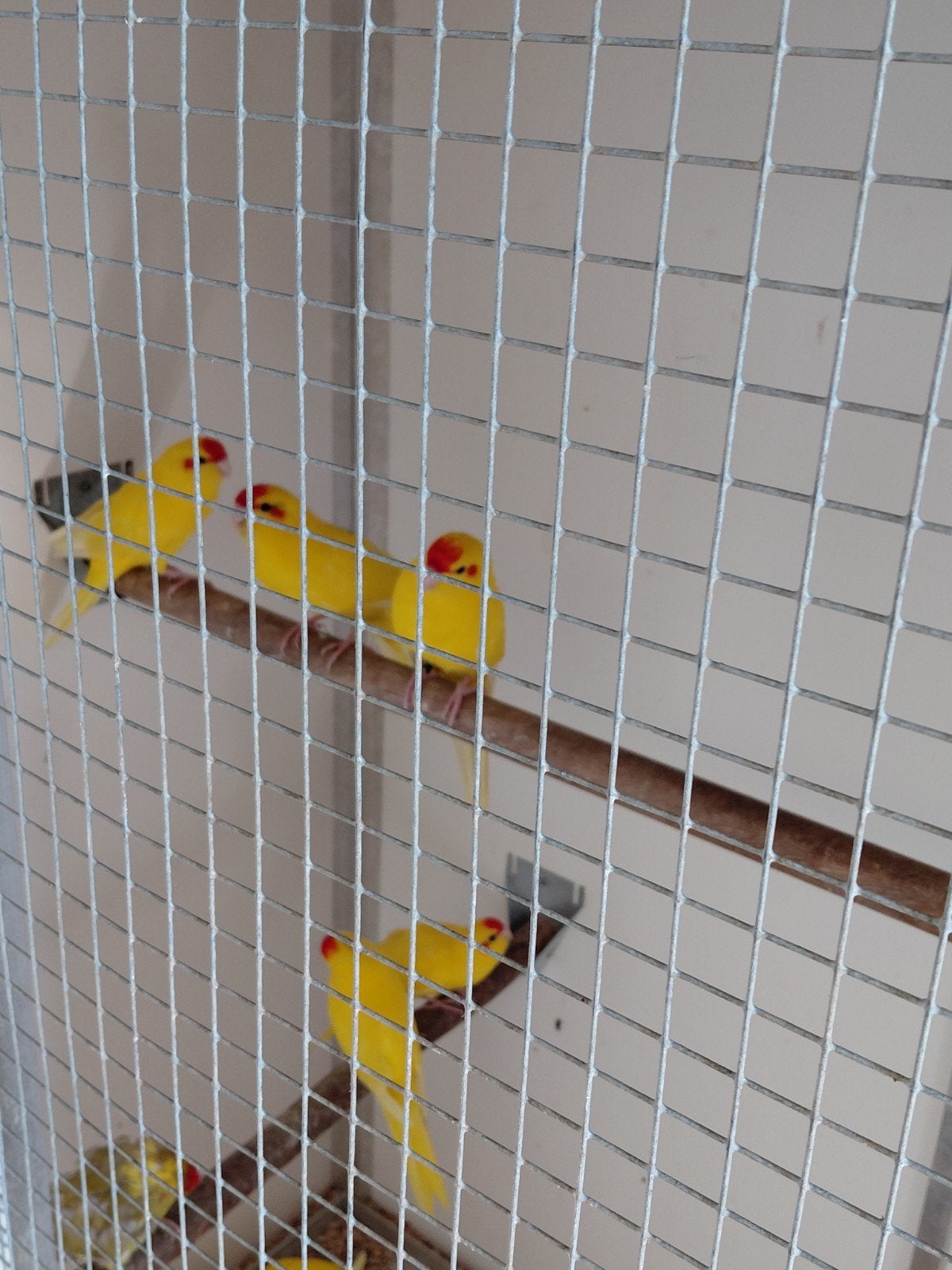 Gele roodvoorhoofd kakariki's, Meerdere dieren, Parkiet, Geringd