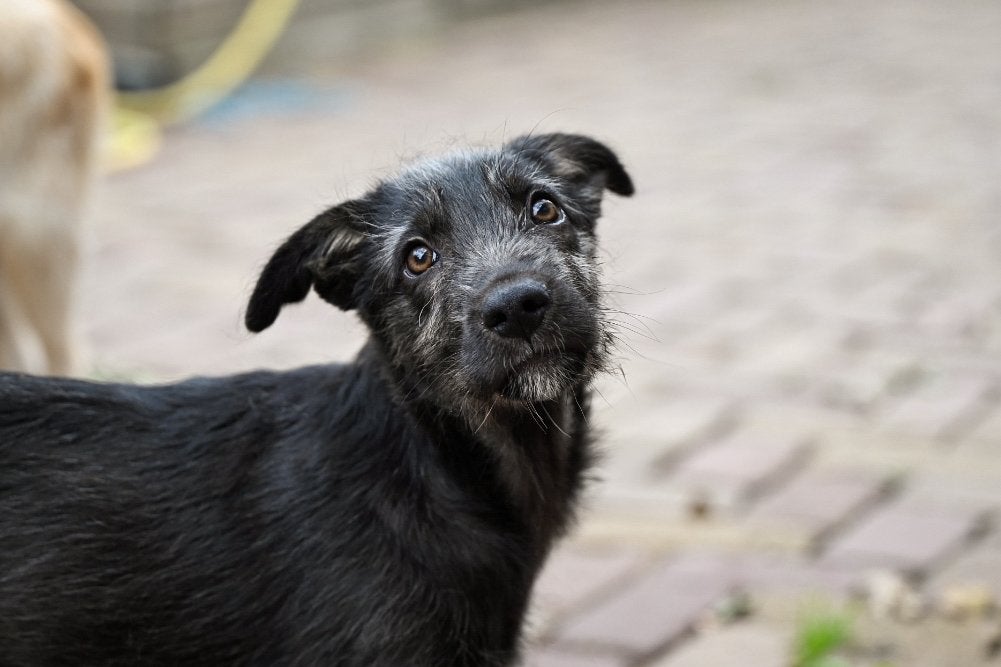 Joey reutje 4 maanden, Dieren en Toebehoren, Honden | Niet-rashonden, Particulier, 15 weken tot 1 jaar, Reu, Buitenland