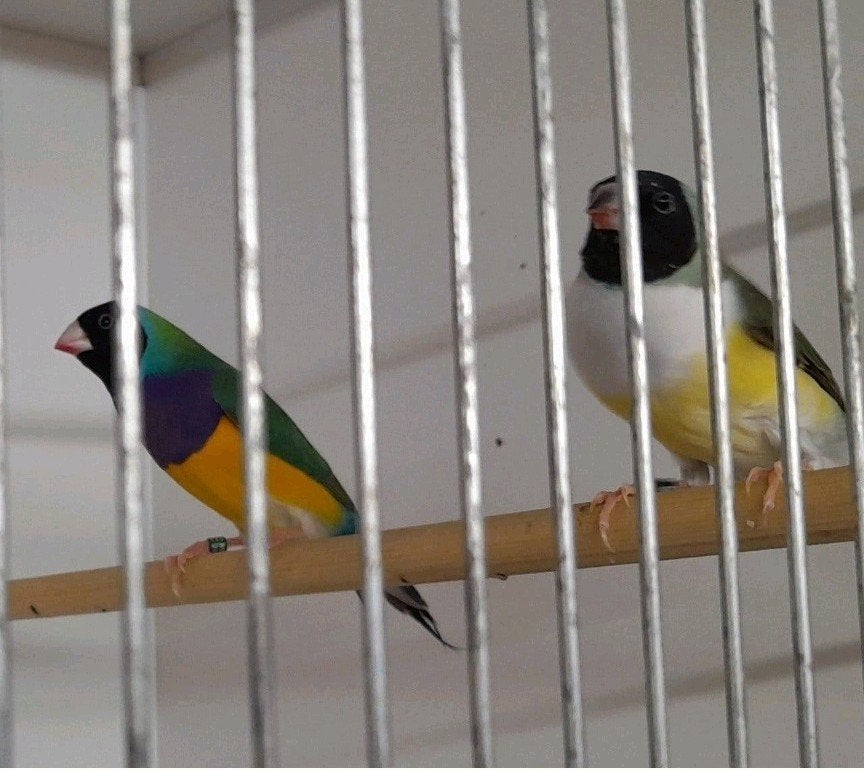 5 koppels gouldamadine, Dieren en Toebehoren