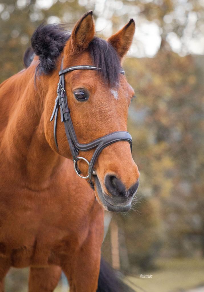 Mega lieve bomproof E pony, Met stamboom, M, 11 jaar of ouder, Merrie