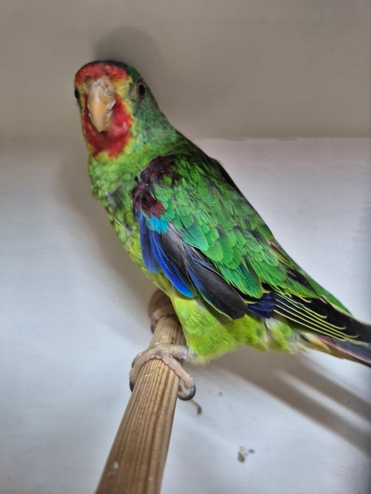 koppel swiftparkieten, Meerdere dieren, Parkiet