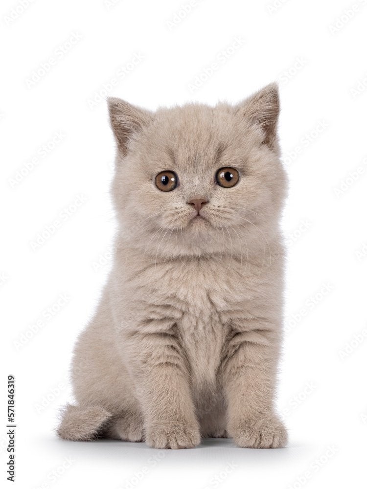 Gezocht gratis kitten, Ophalen of Verzenden