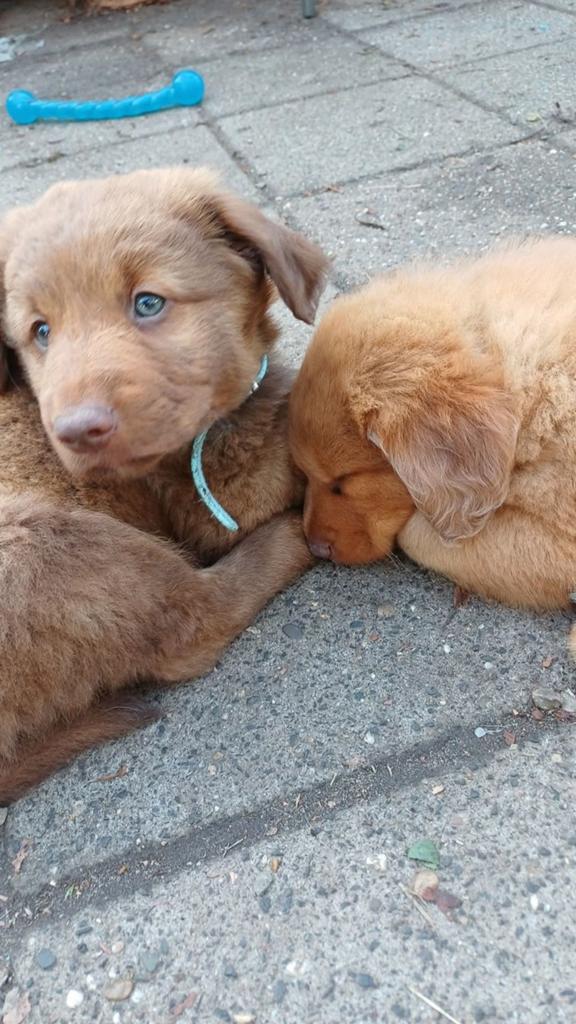 Mooie kruising toller/ golden retriever, Parvo, 8 tot 15 weken, Meerdere, Meerdere dieren