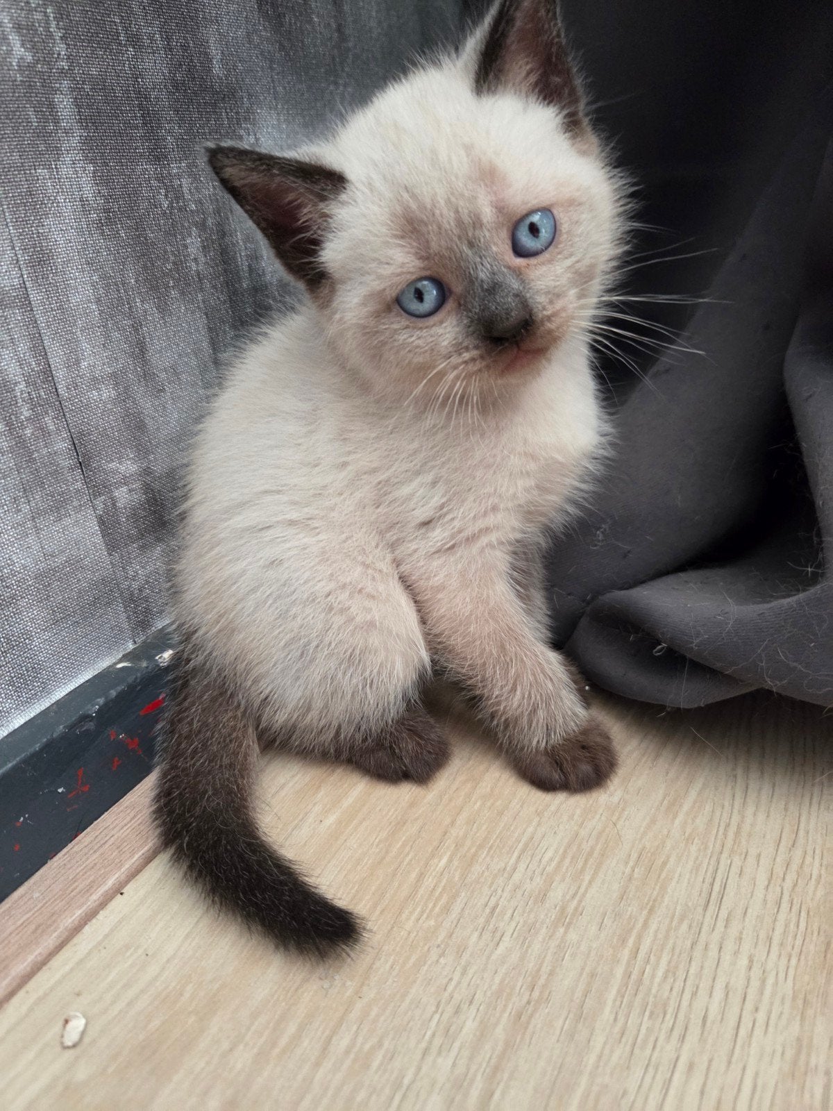 Britse korthaar kittens, Dieren en Toebehoren, Kater, Ontwormd