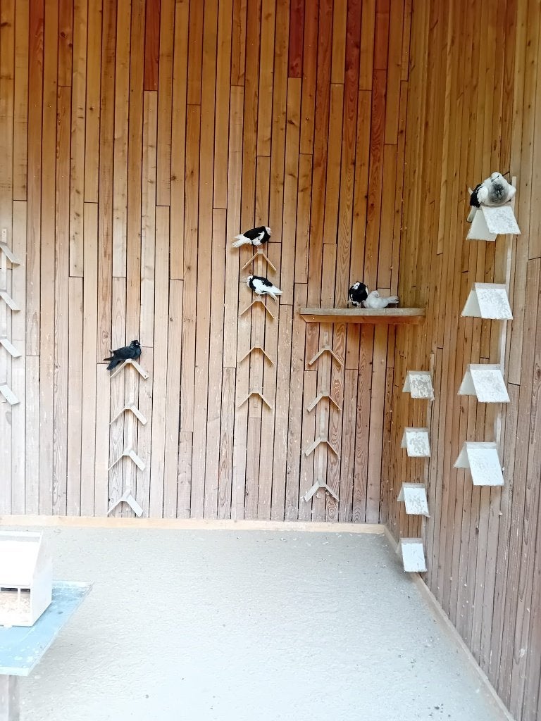 Sierduiven zoeken liefdevolle duivenliefhebbers, Dieren en Toebehoren, Vogels | Duiven, Meerdere dieren, Overige soorten