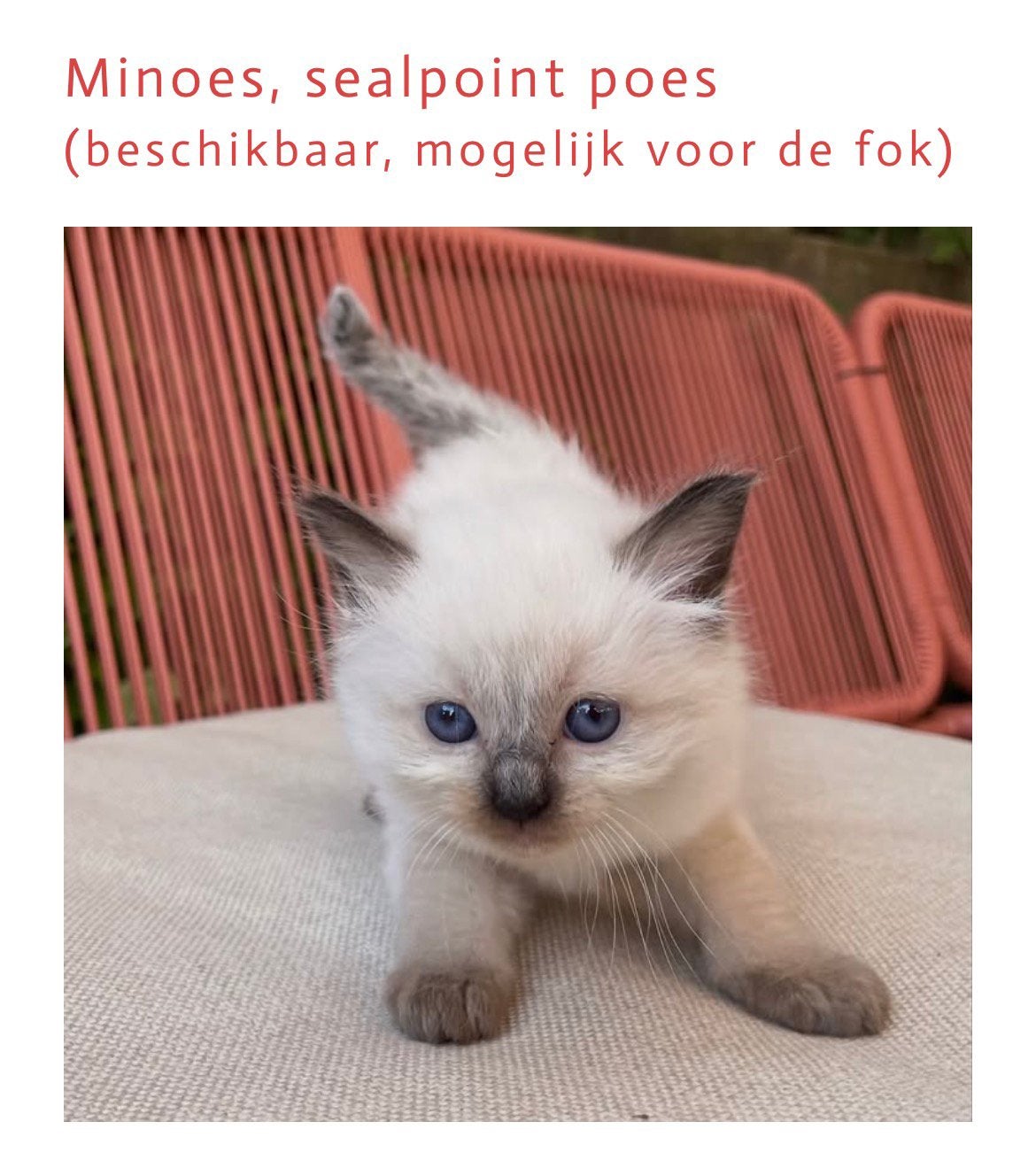 Ragdoll kittens met stamboom, Meerdere dieren, Langharig, 0 tot 2 jaar