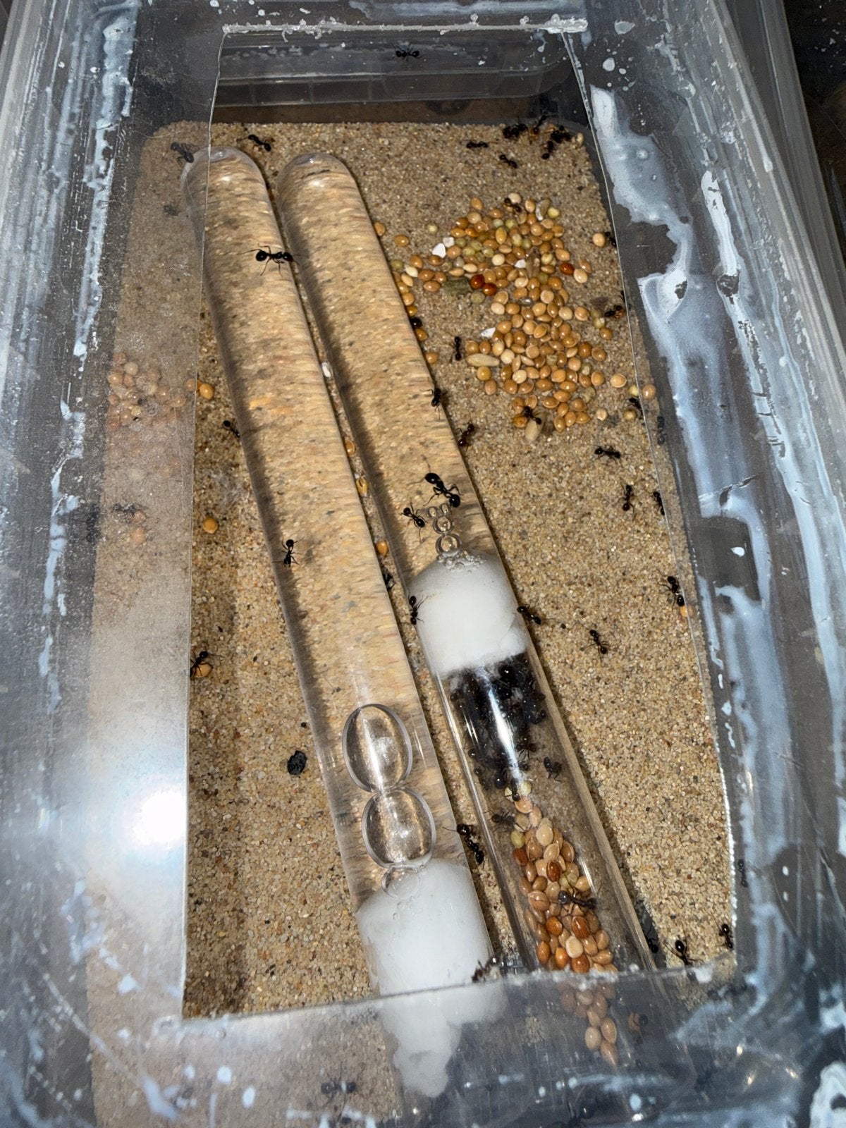 Messor barbarus mieren kolonie 100W