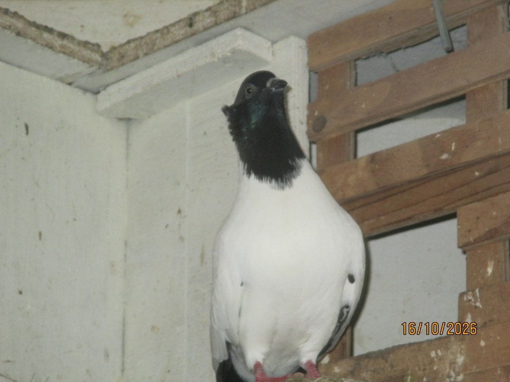 mooie duitse nonduiven, Dieren en Toebehoren, Geslacht onbekend, Overige soorten